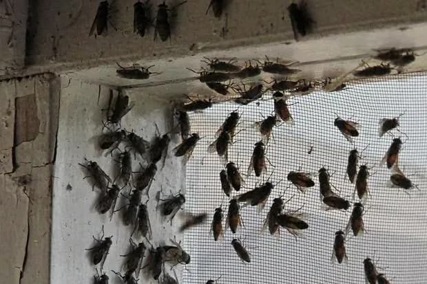 Muchy na elewacji domu – czy to normalne? Jak je zwalczyć i zapobiec? Muchy na elewacji domu – czy to normalne? Jak je zwalczyć i zapobiec?